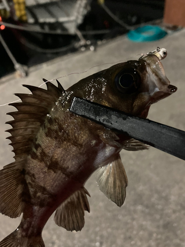 クロメバルの釣果