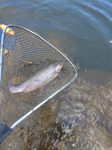 ニジマスの釣果