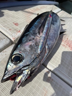 ビンチョウマグロの釣果