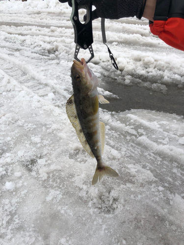 ホッケの釣果