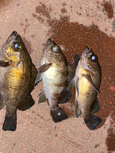 メバルの釣果