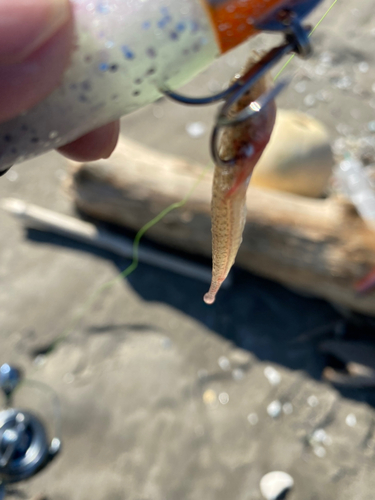 マゴチの釣果