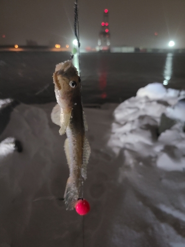 ハゼの釣果