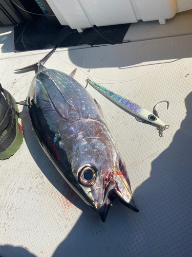 ビンチョウマグロの釣果