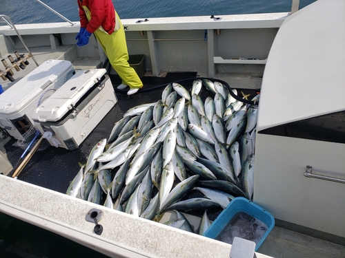 ハマチの釣果