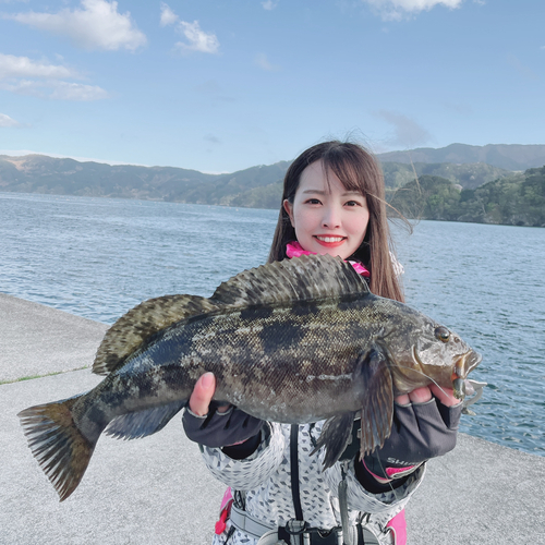 アイナメの釣果