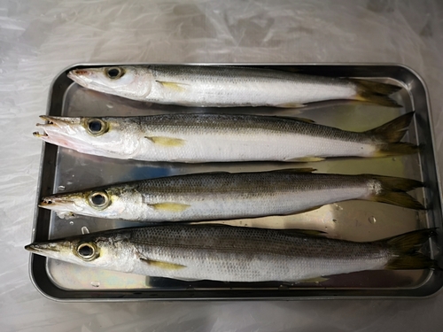 カマスの釣果