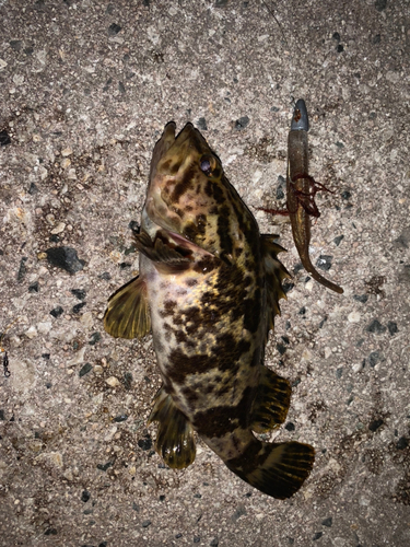 タケノコメバルの釣果