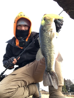 ラージマウスバスの釣果