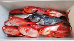 キンメダイの釣果