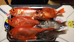 キンメダイの釣果