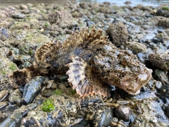 イヌカサゴの釣果