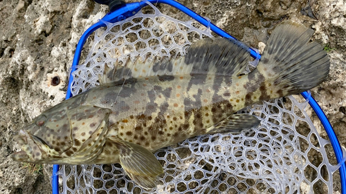 チャイロマルハタの釣果