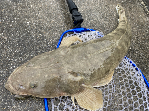 ミナミマゴチの釣果