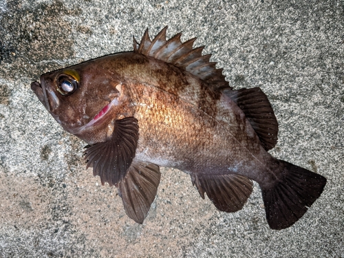 メバルの釣果