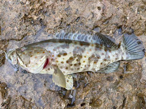 チャイロマルハタの釣果