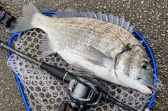 ミナミクロダイの釣果