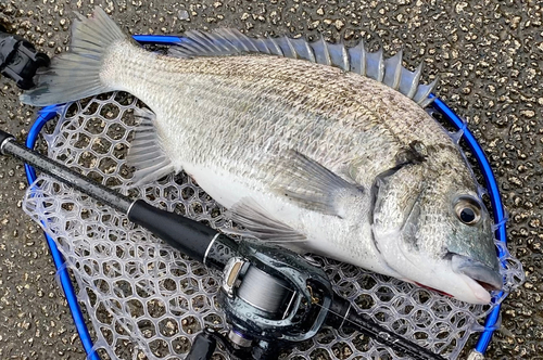 ミナミクロダイの釣果