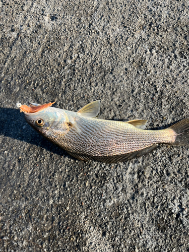 イシモチの釣果