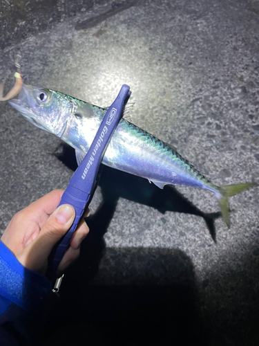 マサバの釣果