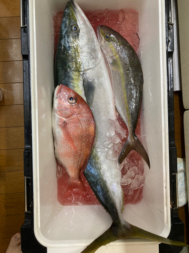 ハマチの釣果