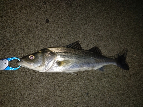 スズキの釣果