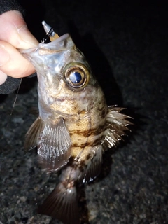 メバルの釣果