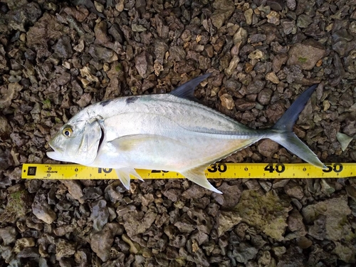 オニヒラアジの釣果