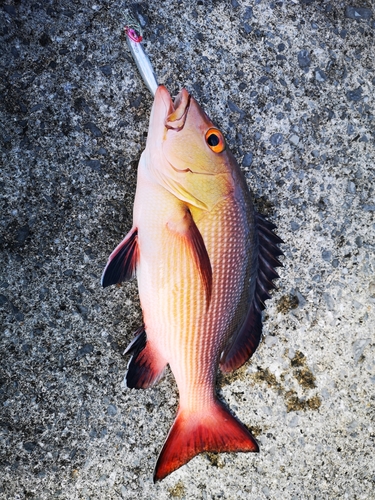 バラフエダイの釣果