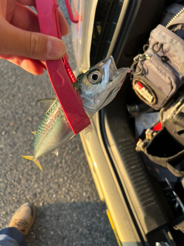 サバの釣果