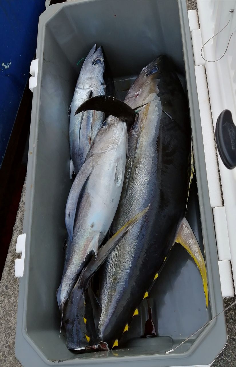 ブラウン鈴木さんの釣果 2枚目の画像