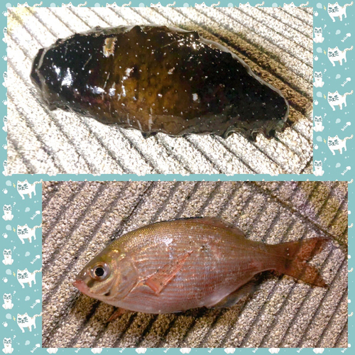 ウミタナゴの釣果