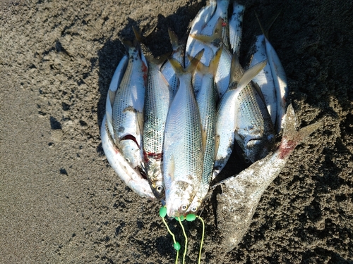 コノシロの釣果