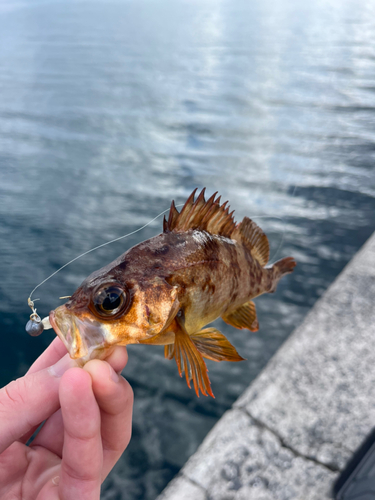 メバルの釣果