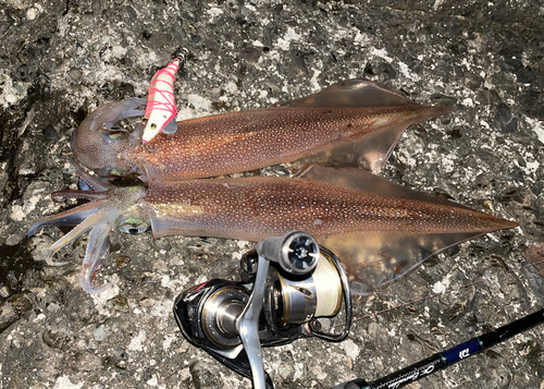 ヤリイカの釣果