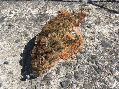 オニカサゴの釣果