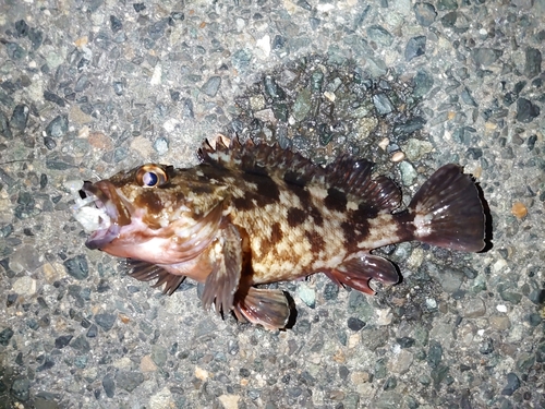 カサゴの釣果