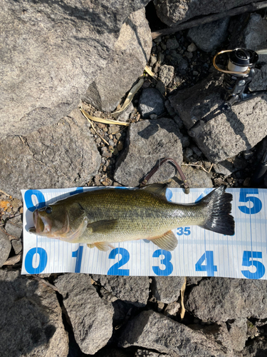 ブラックバスの釣果