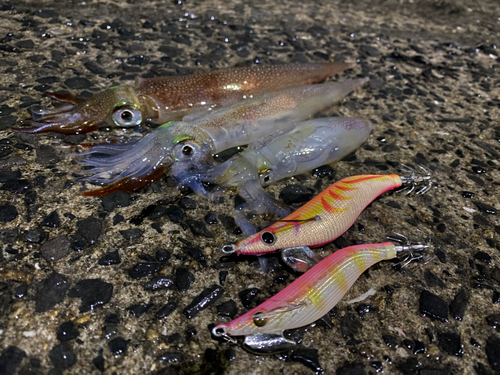 ヤリイカの釣果