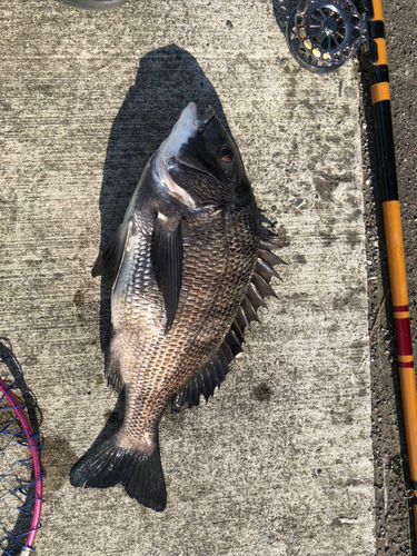 クロダイの釣果