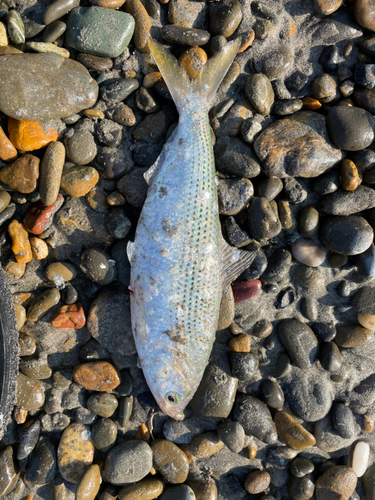 コノシロの釣果