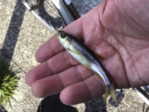 カワムツの釣果