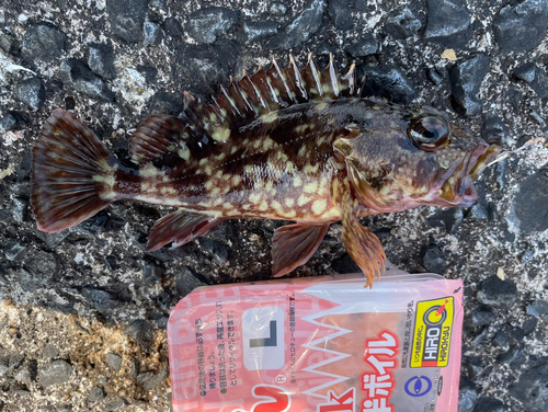 アラカブの釣果