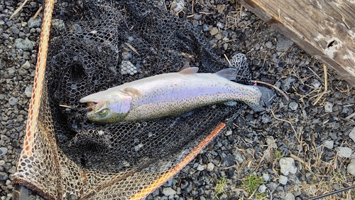 ニジマスの釣果