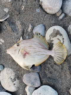 カワハギの釣果