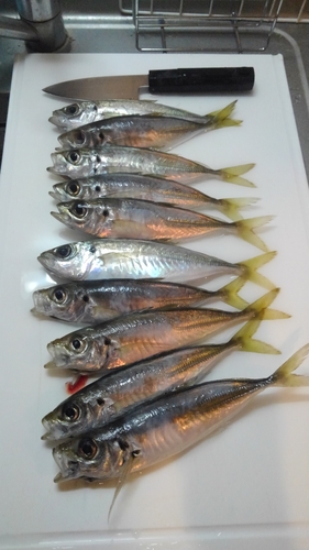 アジの釣果