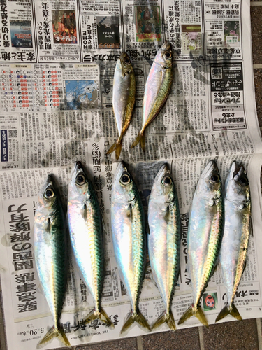 サバの釣果