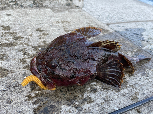 カジカの釣果