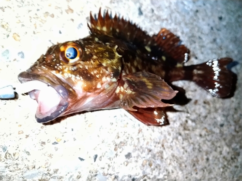 カサゴの釣果