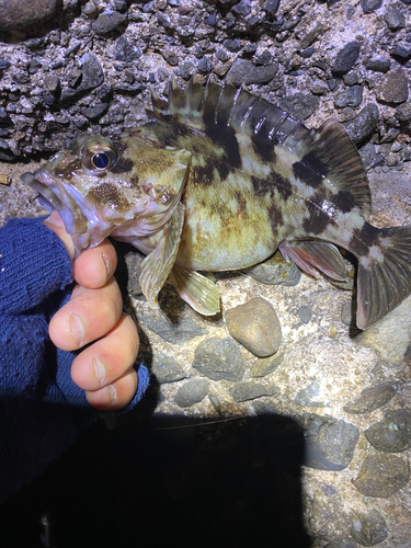 カサゴの釣果